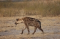 Hyena on the move